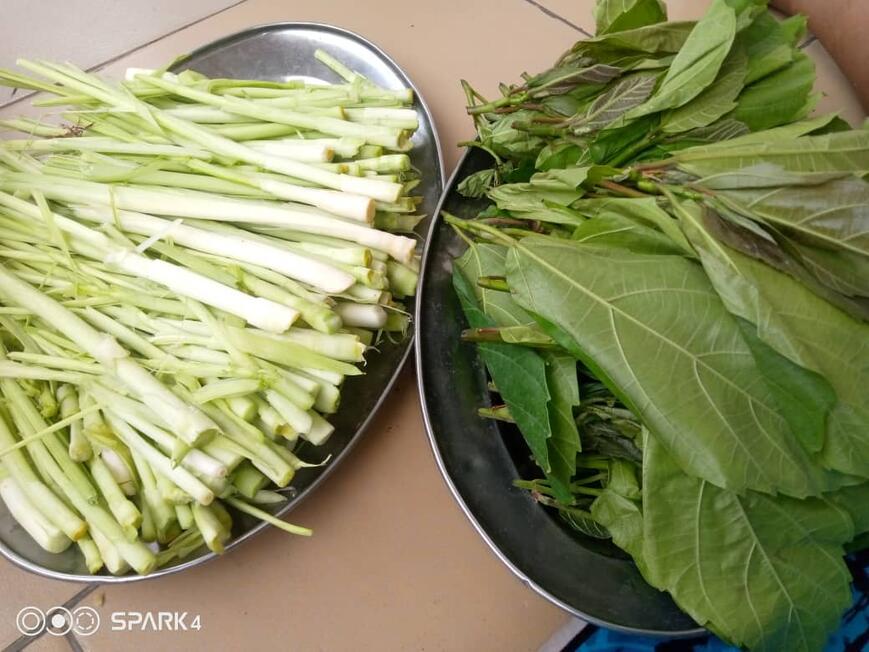 Fig tree leaves and elephant stock shoots Fig tree leaves and elephant stock shoots